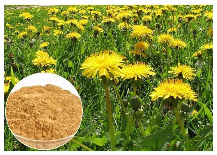 Dandelion Root Herbal Plant Extract Brown Color Powder 80 Mesh For Digestive Aid