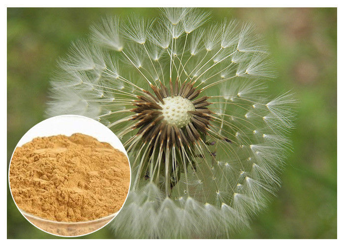 Dandelion Root Plant Extract Powder Brown Color HPLC 5% Food Grade Anti - Aging