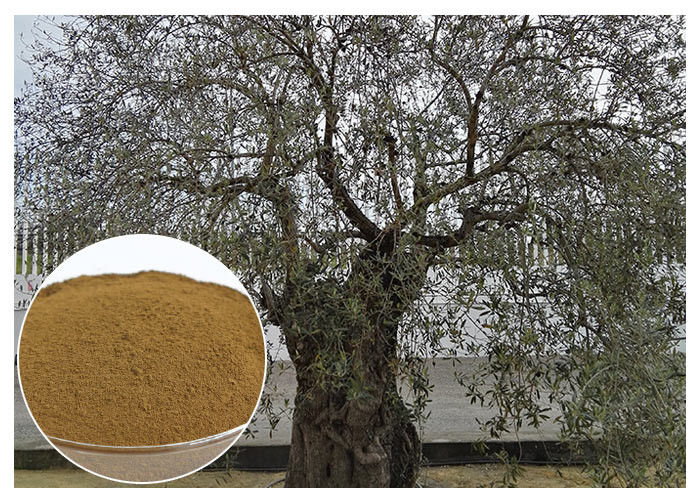 Oleuropein Olive Leaf Extract Supplement , Olive Leaf Extract Powder Prevent Heart Diseases