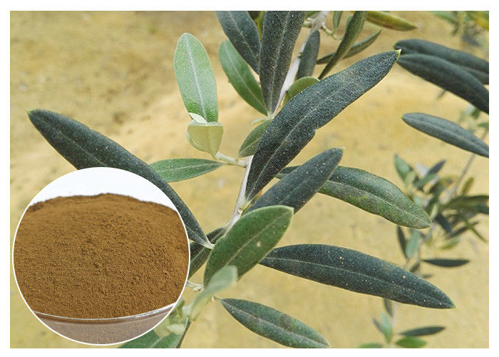 Anti Oxidation Natural Olive Leaf Extract Hydroxytyrosol 20% Solvent In Water