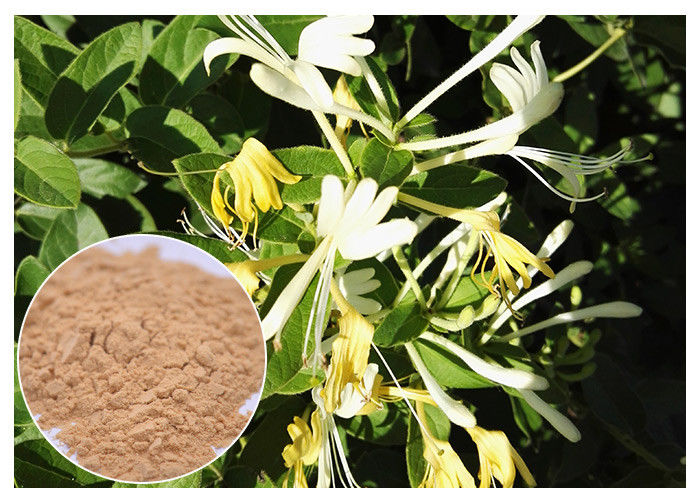 Anti Bacterial Natural Flower Extracts Chlorogenic Acid 5% Honeysuckle Flower Extract Powder
