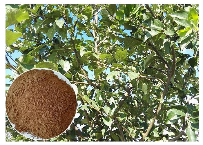 Skin antioxidation Plant Extract Powder Phloretin Apple Tree Root &amp; Bark Extract