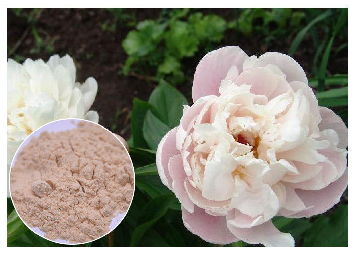 Peony Root Powder Natural Anti Inflammatory Supplements Water Solvent CAS 23180 57 6