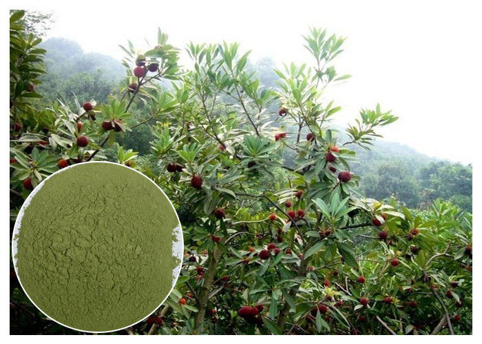 Myricetin 10% - 95% Natural Anti Inflammatory Supplements Bayberry Root Bark Powder