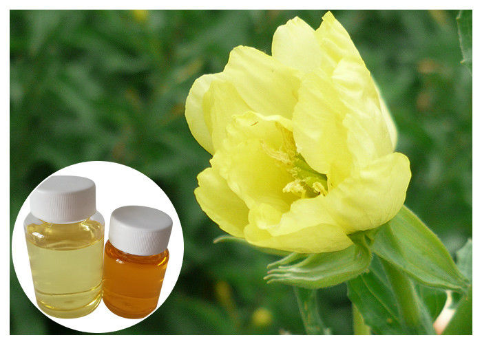 Evening Primrose Oil Natural Dietary Supplements Omega 6 Gamma Linolenic Acid For Pharmacy