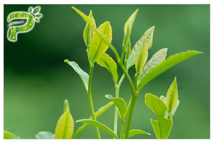 Green Tea Plant Extract Powder Preventing Radical Symptoms Polyphenols 95% UV Test
