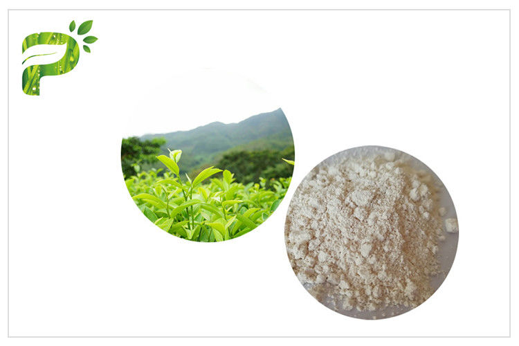 Anti Oxidation EGCG Green Tea Extract , Pharmaceutical Grade Natural Green Tea Extract