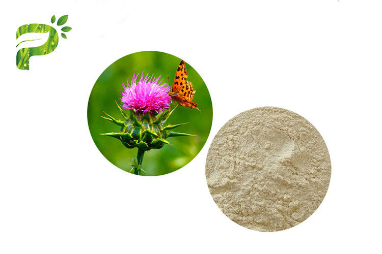 Silymarin / Silybin Natural Dietary Supplements CAS 22888 70 6 Milk Thistle Plant Extract Preventing Liver Disorder