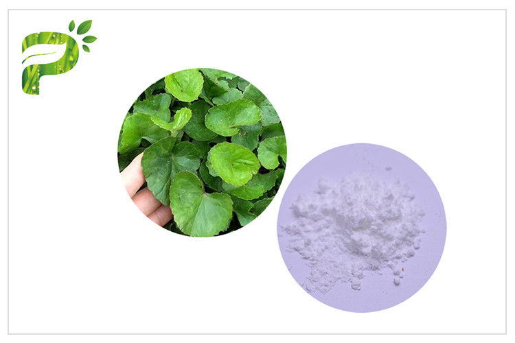White Gotu Kola Extract Powder , Centella Asiatica Leaf Extract For Skin Scars Repairing