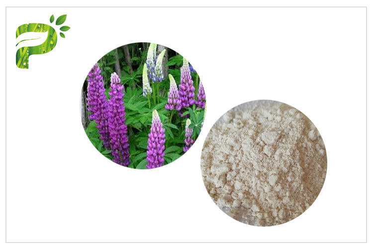 High Purity Plant Extract Powder CAS 545 47 1 Anti Inflammatory / Bacterial Lupeol