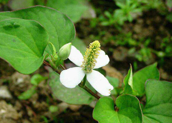 Skin Conditioner Natural Cosmetic Ingredients Houttuyniae Cordata Thund Extract
