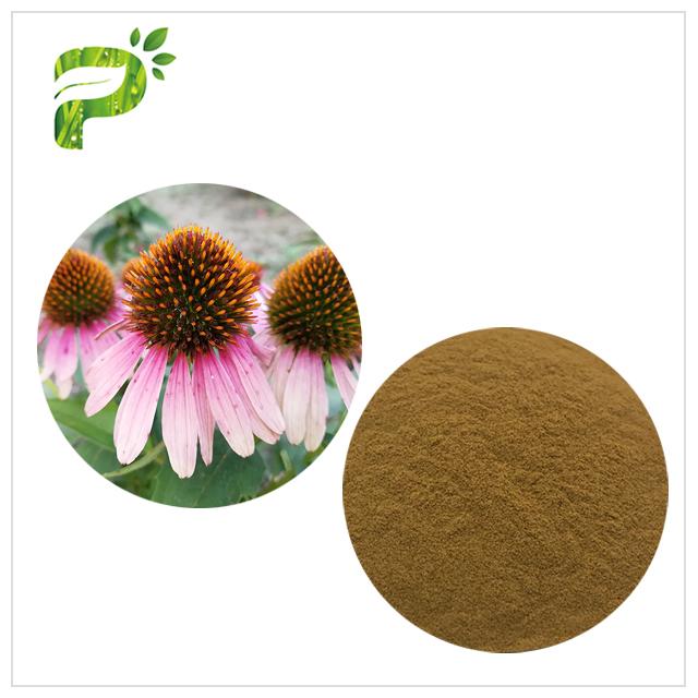 Dietary Supplement Pure Herbal Plant Extract Echinacea Purpurea Powder