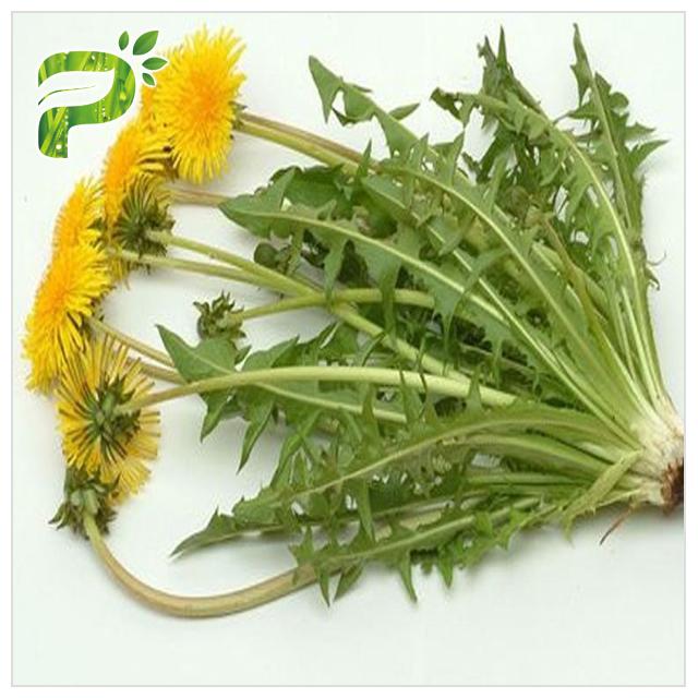 Lower Blood Pressure Herbal Plant Extract Flavones