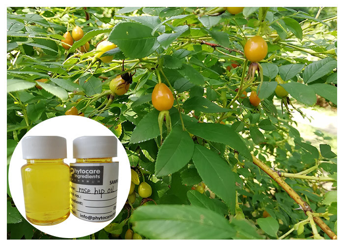 Scar Removal Rosehip Fruit Oil Cold Pressing Yellow Color With Linolieic Acid
