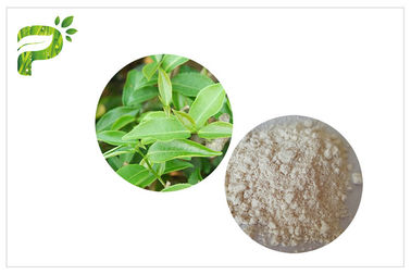 CAS 989 51 5 EGCG Green Tea Extract Cosmetic Grades Epigallocatechin Gallate Ingredient