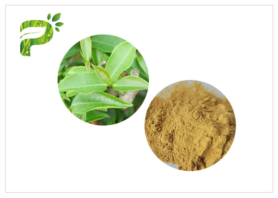 Instant Green Tea Extract Powder Tea Premixes for Coffee And Milk